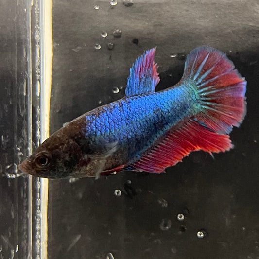 the-fish-farm Female Betta Female Betta - One Only - R Choose your own Female Betta at The Fish Farm Australia