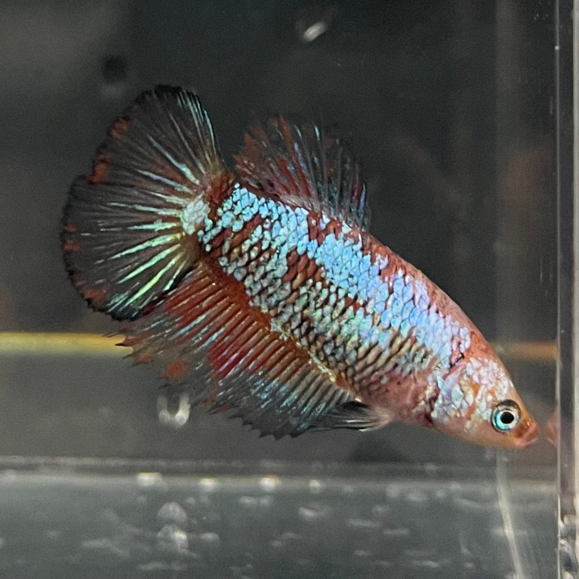 the-fish-farm Female Betta Female Betta - One Only - R Choose your own Female Betta at The Fish Farm Australia