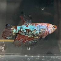 the-fish-farm Female Betta Female Betta - One Only - R Choose your own Female Betta at The Fish Farm Australia