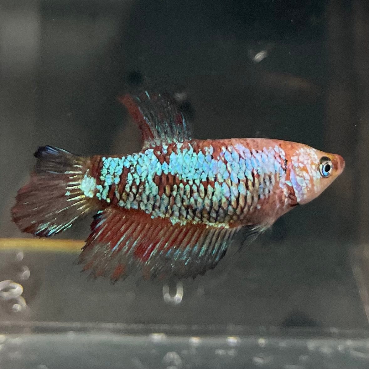 the-fish-farm Female Betta Female Betta - One Only - R Choose your own Female Betta at The Fish Farm Australia