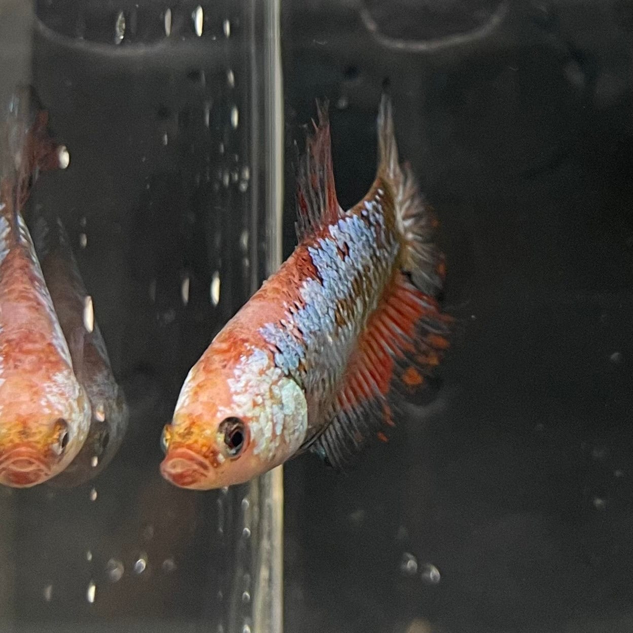 the-fish-farm Female Betta Female Betta - One Only - R Choose your own Female Betta at The Fish Farm Australia