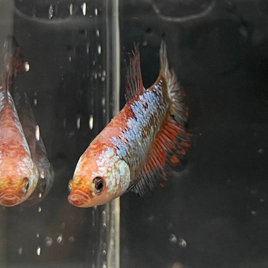 the-fish-farm Female Betta Female Betta - One Only - R Choose your own Female Betta at The Fish Farm Australia