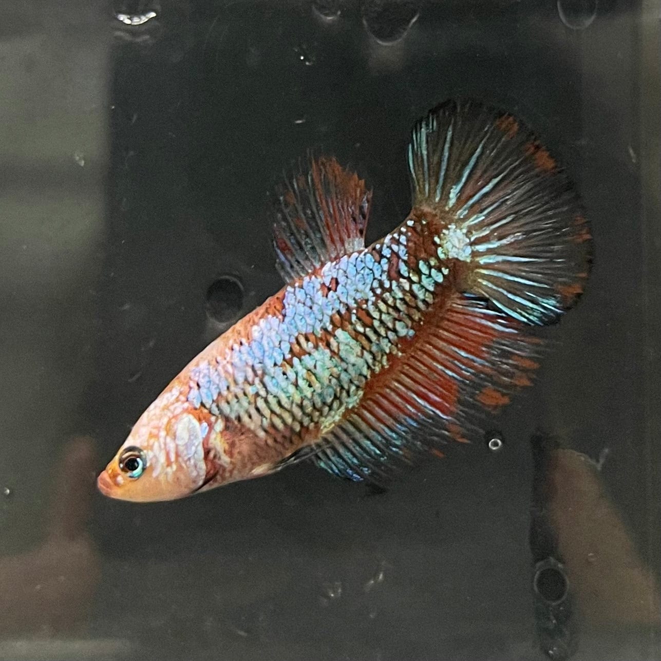 the-fish-farm Female Betta Female Betta - One Only - R Choose your own Female Betta at The Fish Farm Australia