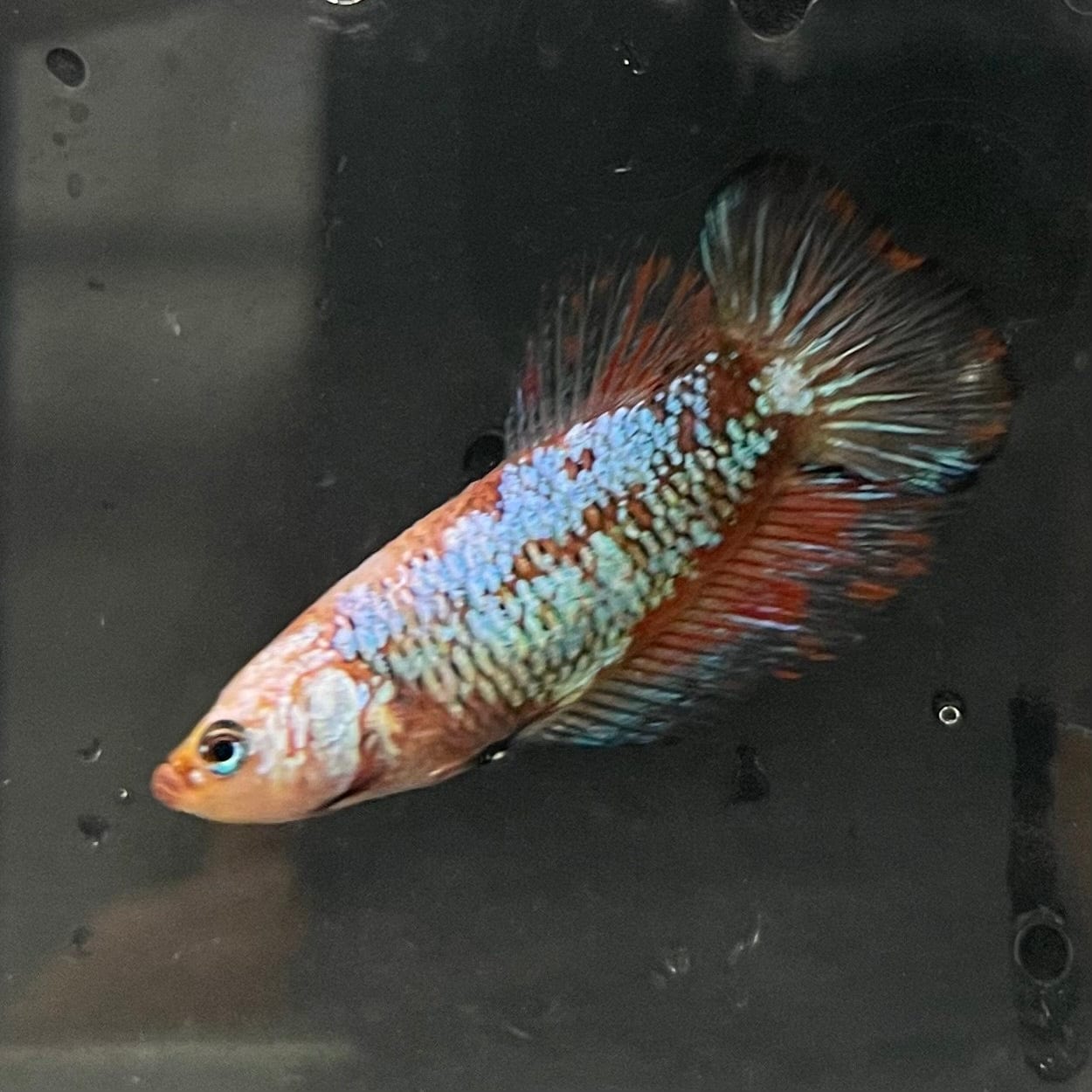 the-fish-farm Female Betta Female Betta - One Only - R Choose your own Female Betta at The Fish Farm Australia