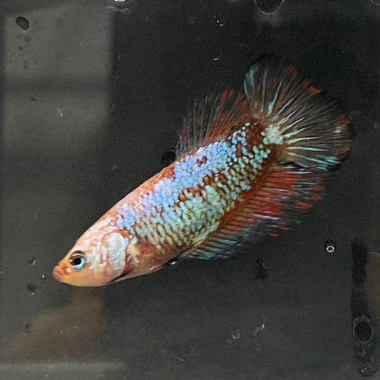 the-fish-farm Female Betta Female Betta - One Only - R Choose your own Female Betta at The Fish Farm Australia
