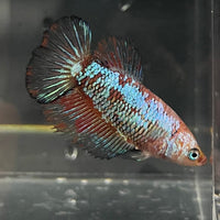 the-fish-farm Female Betta Female Betta - One Only - R Choose your own Female Betta at The Fish Farm Australia