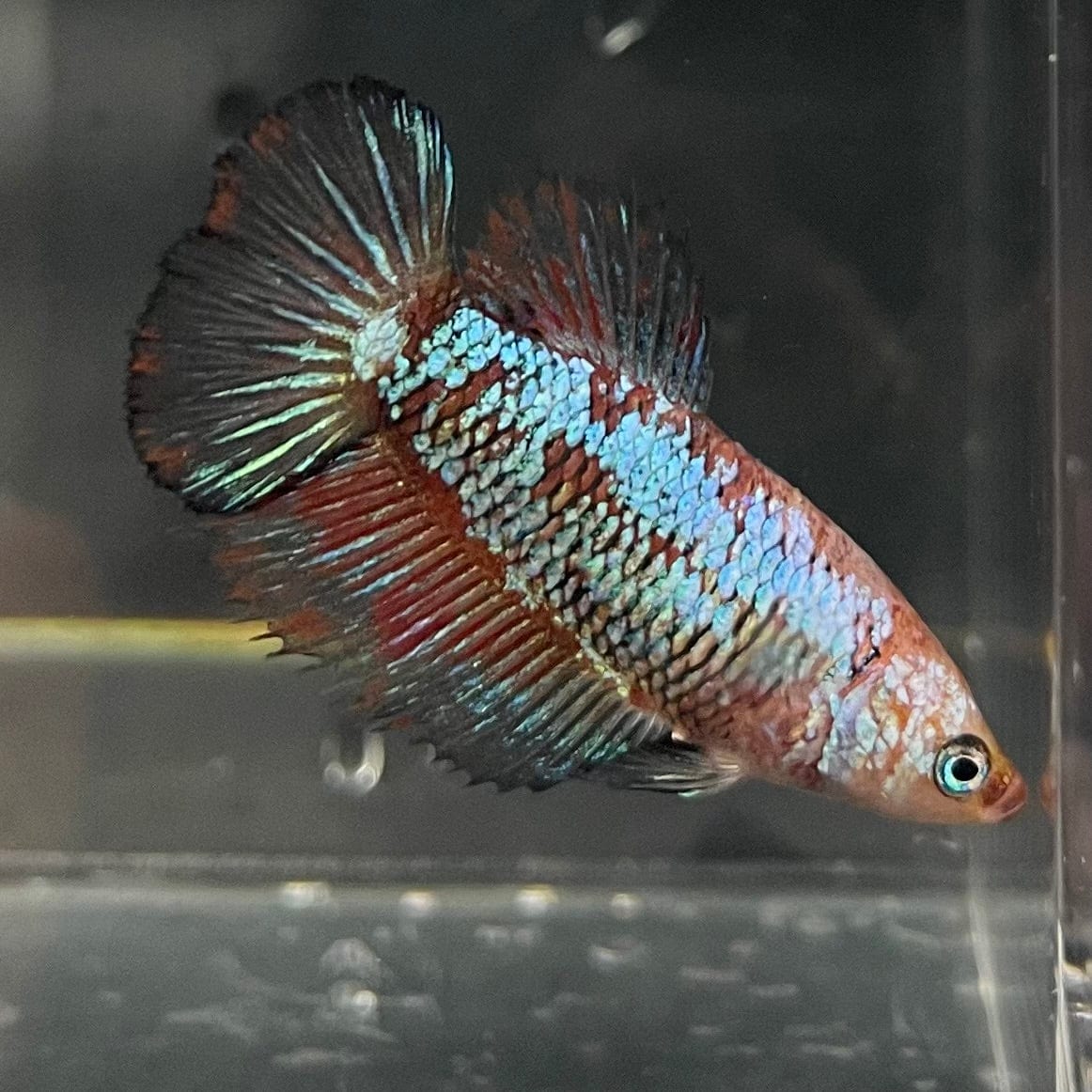 the-fish-farm Female Betta Female Betta - One Only - R Choose your own Female Betta at The Fish Farm Australia