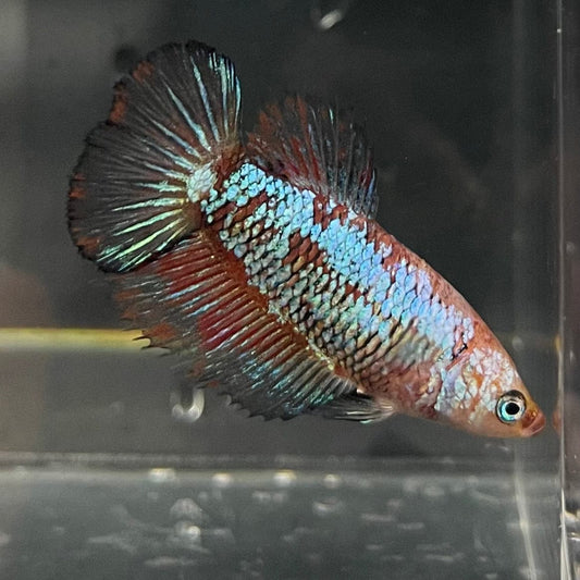 the-fish-farm Female Betta Female Betta - One Only - R Choose your own Female Betta at The Fish Farm Australia