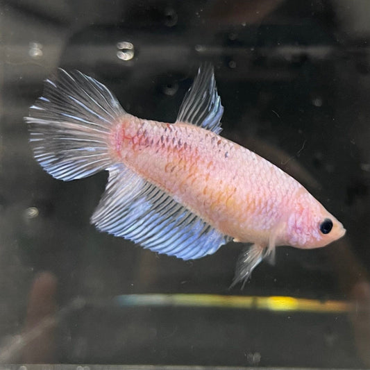 the-fish-farm Female Betta Female Betta - One Only - R Choose your own Female Betta at The Fish Farm Australia