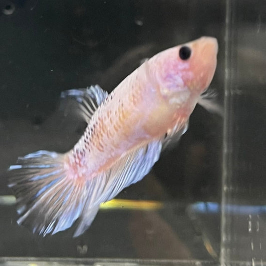 the-fish-farm Female Betta Female Betta - One Only - R Choose your own Female Betta at The Fish Farm Australia