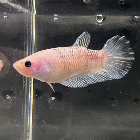 the-fish-farm Female Betta Female Betta - One Only - R Choose your own Female Betta at The Fish Farm Australia