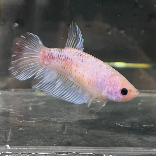 the-fish-farm Female Betta Female Betta - One Only - R Choose your own Female Betta at The Fish Farm Australia