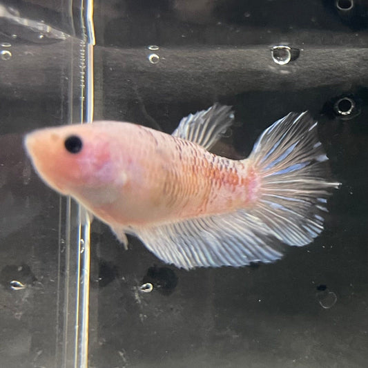 the-fish-farm Female Betta Female Betta - One Only - R Choose your own Female Betta at The Fish Farm Australia