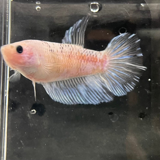 the-fish-farm Female Betta Female Betta - One Only - R Choose your own Female Betta at The Fish Farm Australia