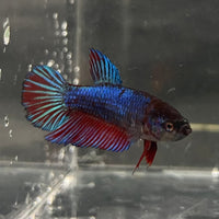 the-fish-farm Female Betta Female Betta - One Only - R Choose your own Female Betta at The Fish Farm Australia