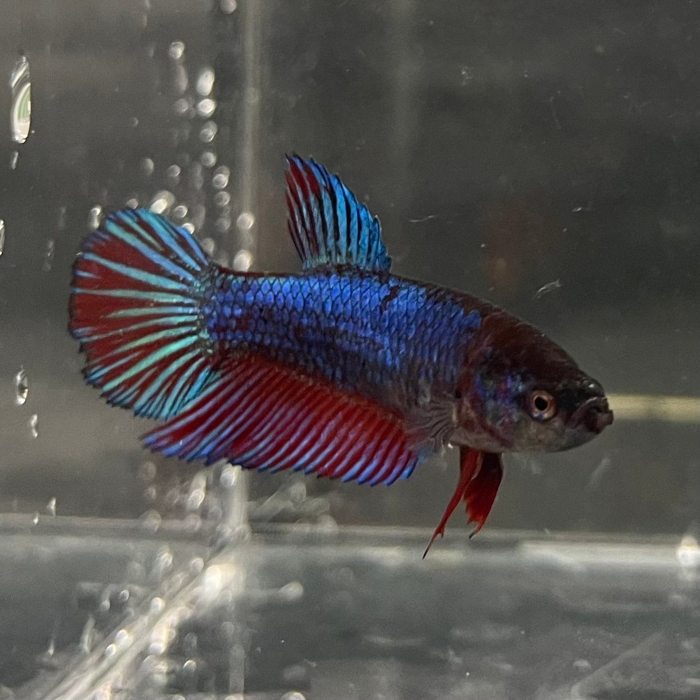 the-fish-farm Female Betta Female Betta - One Only - R Choose your own Female Betta at The Fish Farm Australia