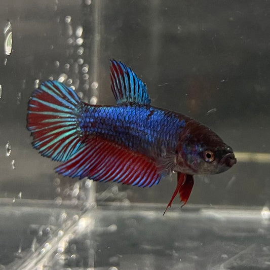 the-fish-farm Female Betta Female Betta - One Only - R Choose your own Female Betta at The Fish Farm Australia