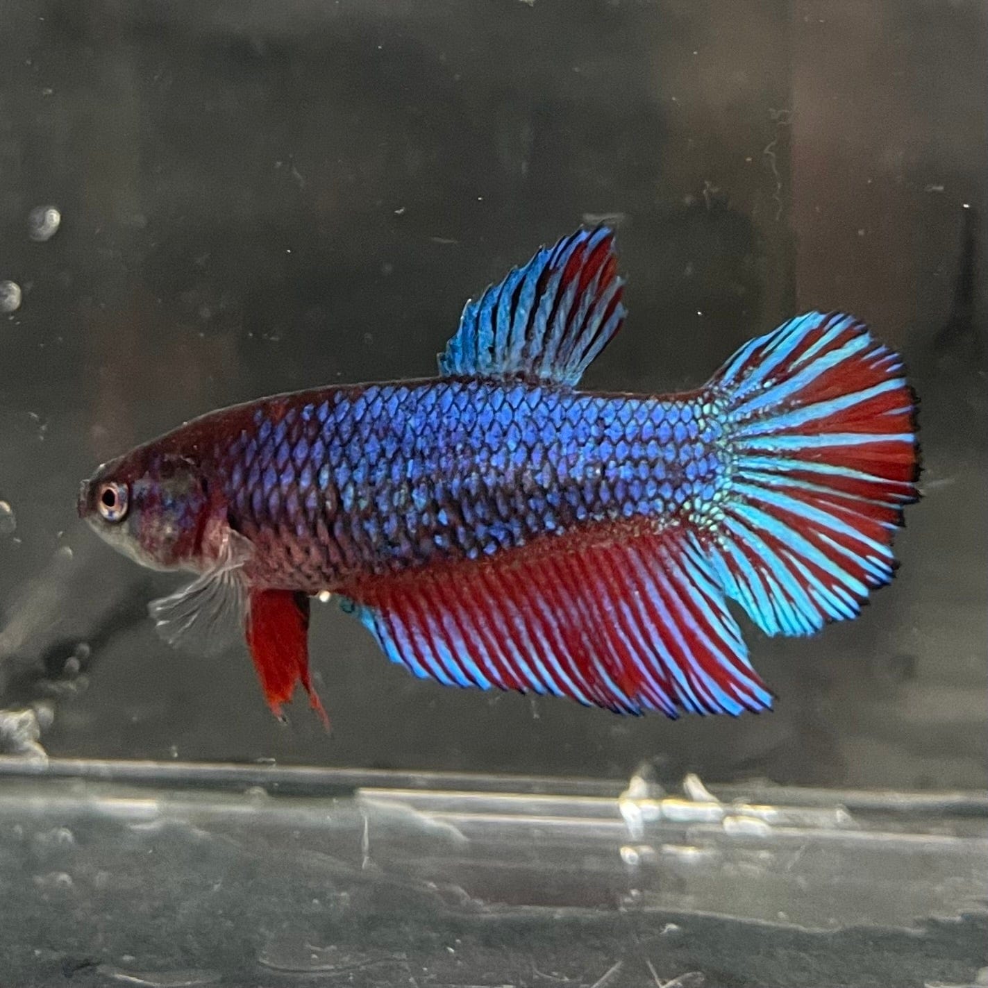 the-fish-farm Female Betta Female Betta - One Only - R Choose your own Female Betta at The Fish Farm Australia