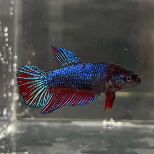 the-fish-farm Female Betta Female Betta - One Only - R Choose your own Female Betta at The Fish Farm Australia