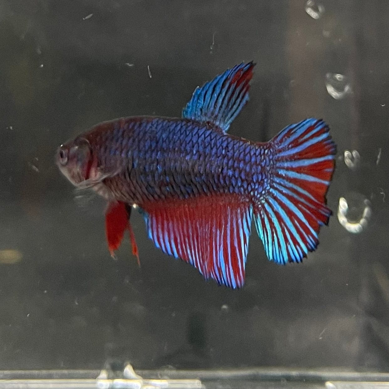 the-fish-farm Female Betta Female Betta - One Only - R Choose your own Female Betta at The Fish Farm Australia