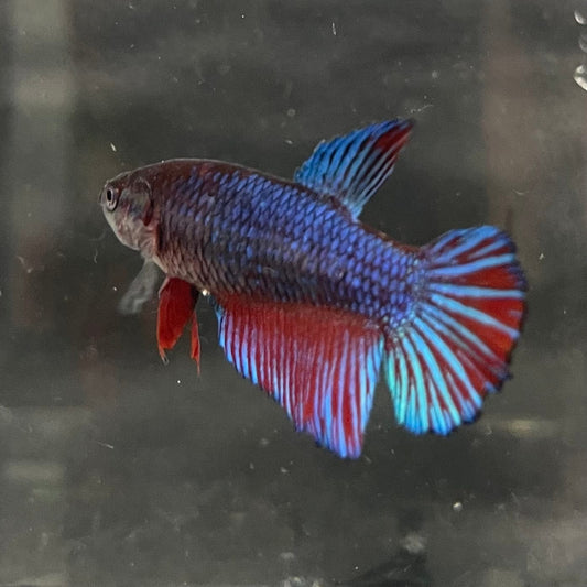 the-fish-farm Female Betta Female Betta - One Only - R Choose your own Female Betta at The Fish Farm Australia
