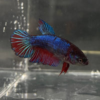 the-fish-farm Female Betta Female Betta - One Only - R Choose your own Female Betta at The Fish Farm Australia