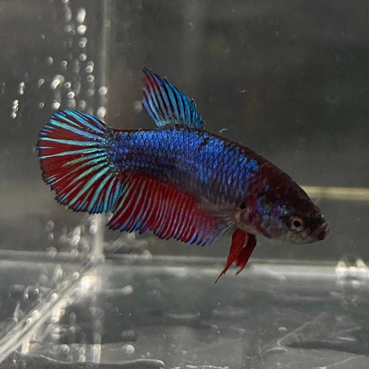 the-fish-farm Female Betta Female Betta - One Only - R Choose your own Female Betta at The Fish Farm Australia