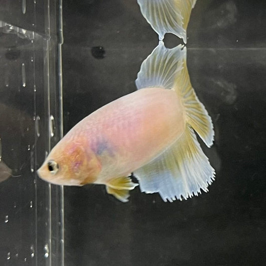 the-fish-farm Female Betta Female Betta - One Only - R Choose your own Female Betta at The Fish Farm Australia