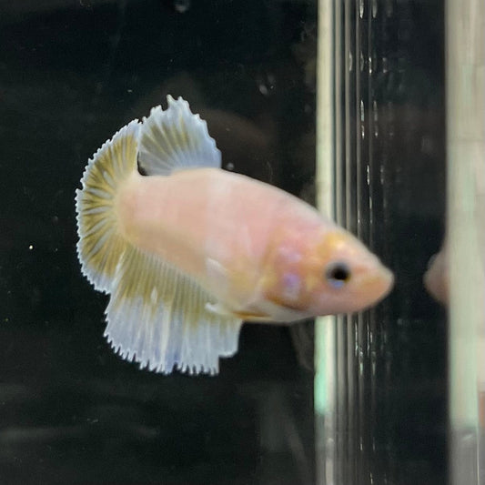 the-fish-farm Female Betta Female Betta - One Only - R Choose your own Female Betta at The Fish Farm Australia