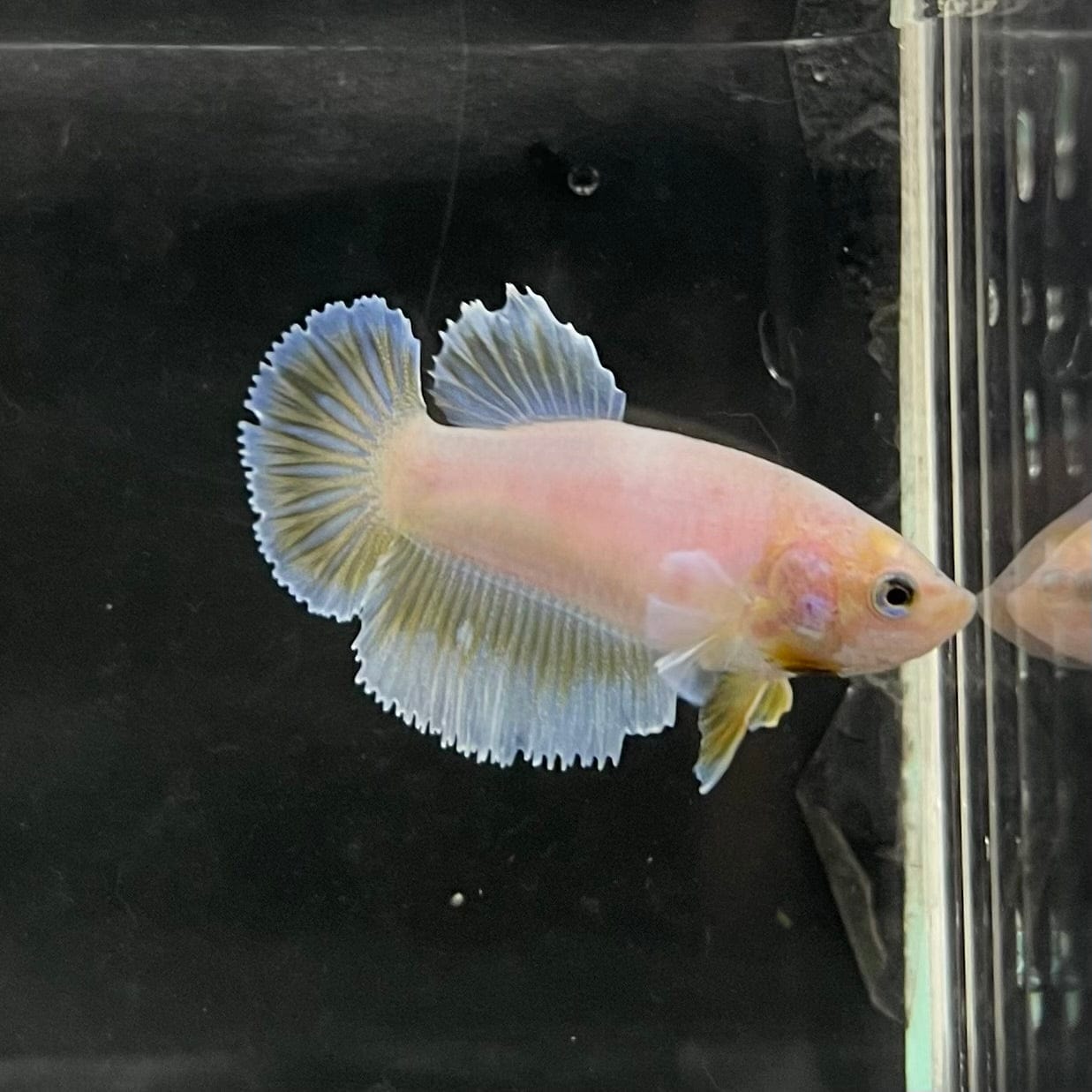 the-fish-farm Female Betta Female Betta - One Only - R Choose your own Female Betta at The Fish Farm Australia
