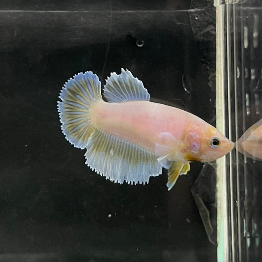 the-fish-farm Female Betta Female Betta - One Only - R Choose your own Female Betta at The Fish Farm Australia