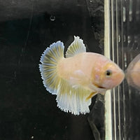 the-fish-farm Female Betta Female Betta - One Only - R Choose your own Female Betta at The Fish Farm Australia