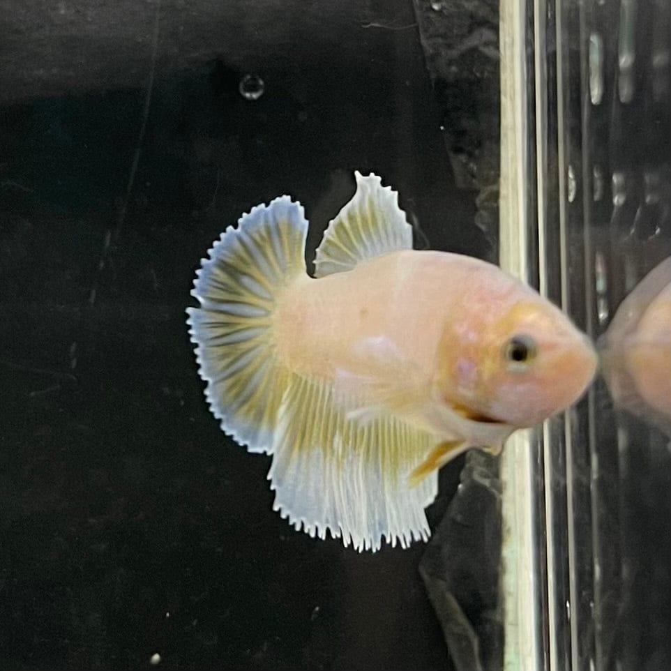 the-fish-farm Female Betta Female Betta - One Only - R Choose your own Female Betta at The Fish Farm Australia