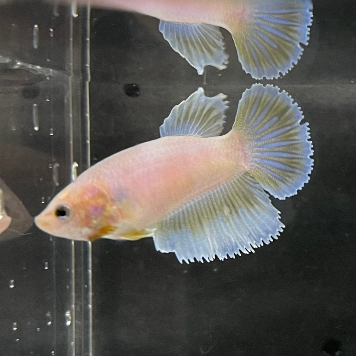 the-fish-farm Female Betta Female Betta - One Only - R Choose your own Female Betta at The Fish Farm Australia