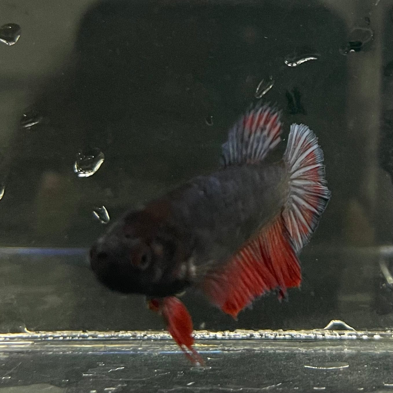 the-fish-farm Female Betta Female Betta - One Only - R Choose your own Female Betta at The Fish Farm Australia