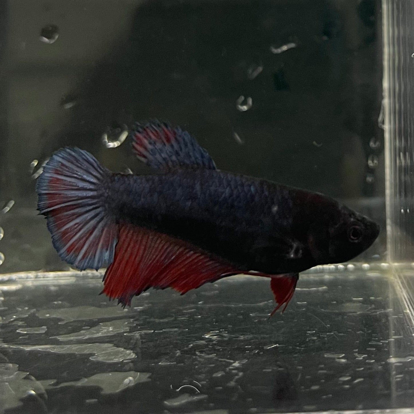 the-fish-farm Female Betta Female Betta - One Only - R Choose your own Female Betta at The Fish Farm Australia