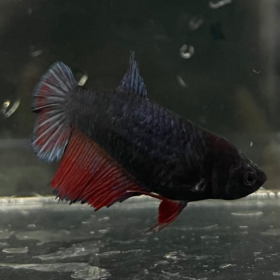 the-fish-farm Female Betta Female Betta - One Only - R Choose your own Female Betta at The Fish Farm Australia