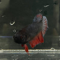 the-fish-farm Female Betta Female Betta - One Only - R Choose your own Female Betta at The Fish Farm Australia