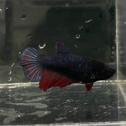 the-fish-farm Female Betta Female Betta - One Only - R Choose your own Female Betta at The Fish Farm Australia