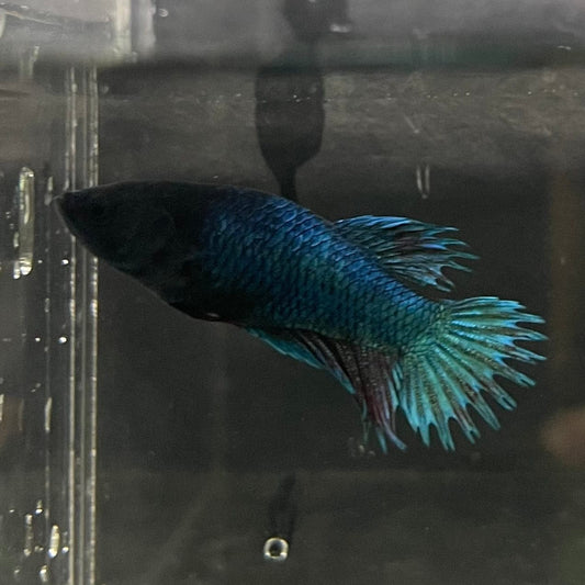 the-fish-farm Female Betta Female Betta - One Only - R Choose your own Female Betta at The Fish Farm Australia