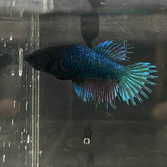 the-fish-farm Female Betta Female Betta - One Only - R Choose your own Female Betta at The Fish Farm Australia