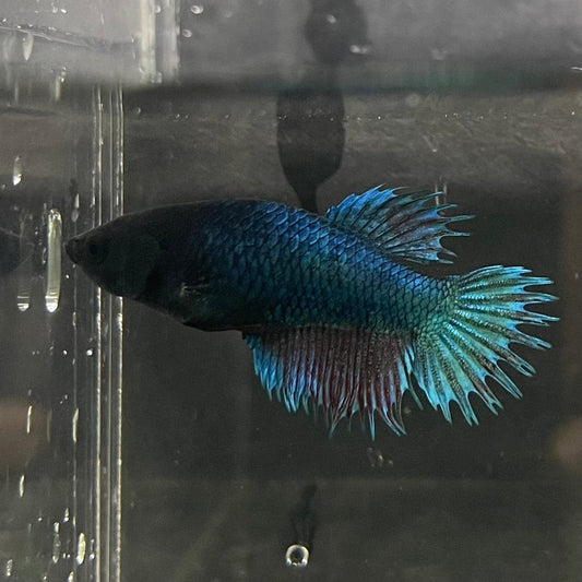 the-fish-farm Female Betta Female Betta - One Only - R Choose your own Female Betta at The Fish Farm Australia