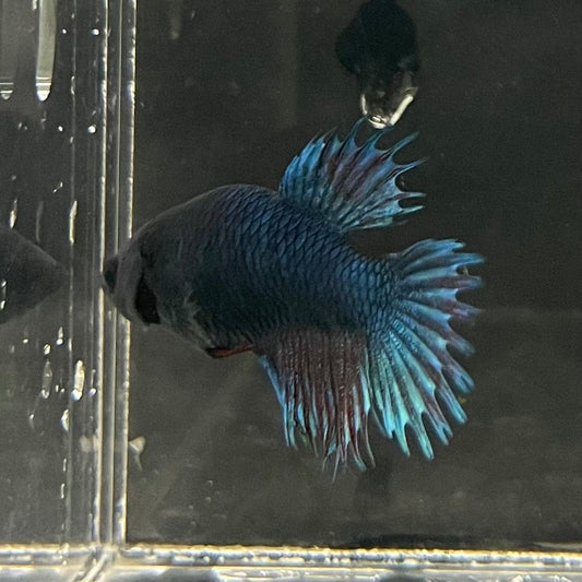 the-fish-farm Female Betta Female Betta - One Only - R Choose your own Female Betta at The Fish Farm Australia