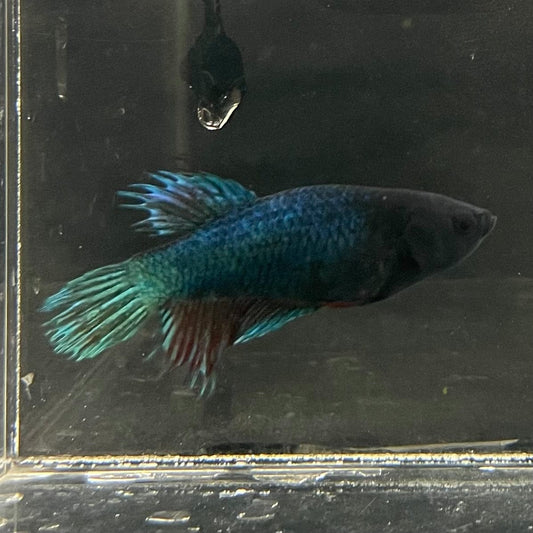 the-fish-farm Female Betta Female Betta - One Only - R Choose your own Female Betta at The Fish Farm Australia