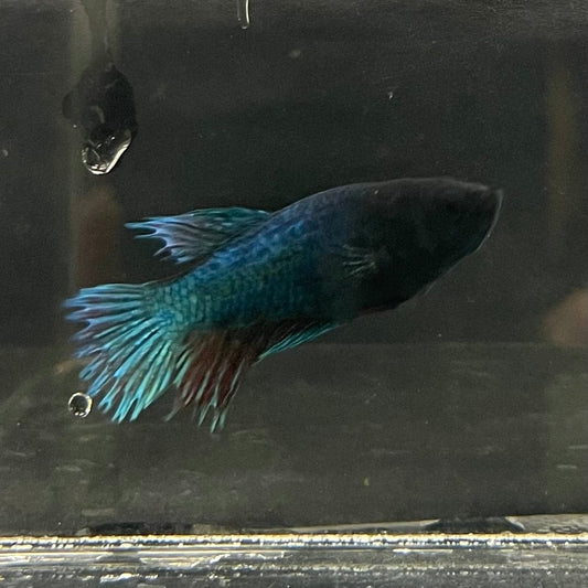 the-fish-farm Female Betta Female Betta - One Only - R Choose your own Female Betta at The Fish Farm Australia