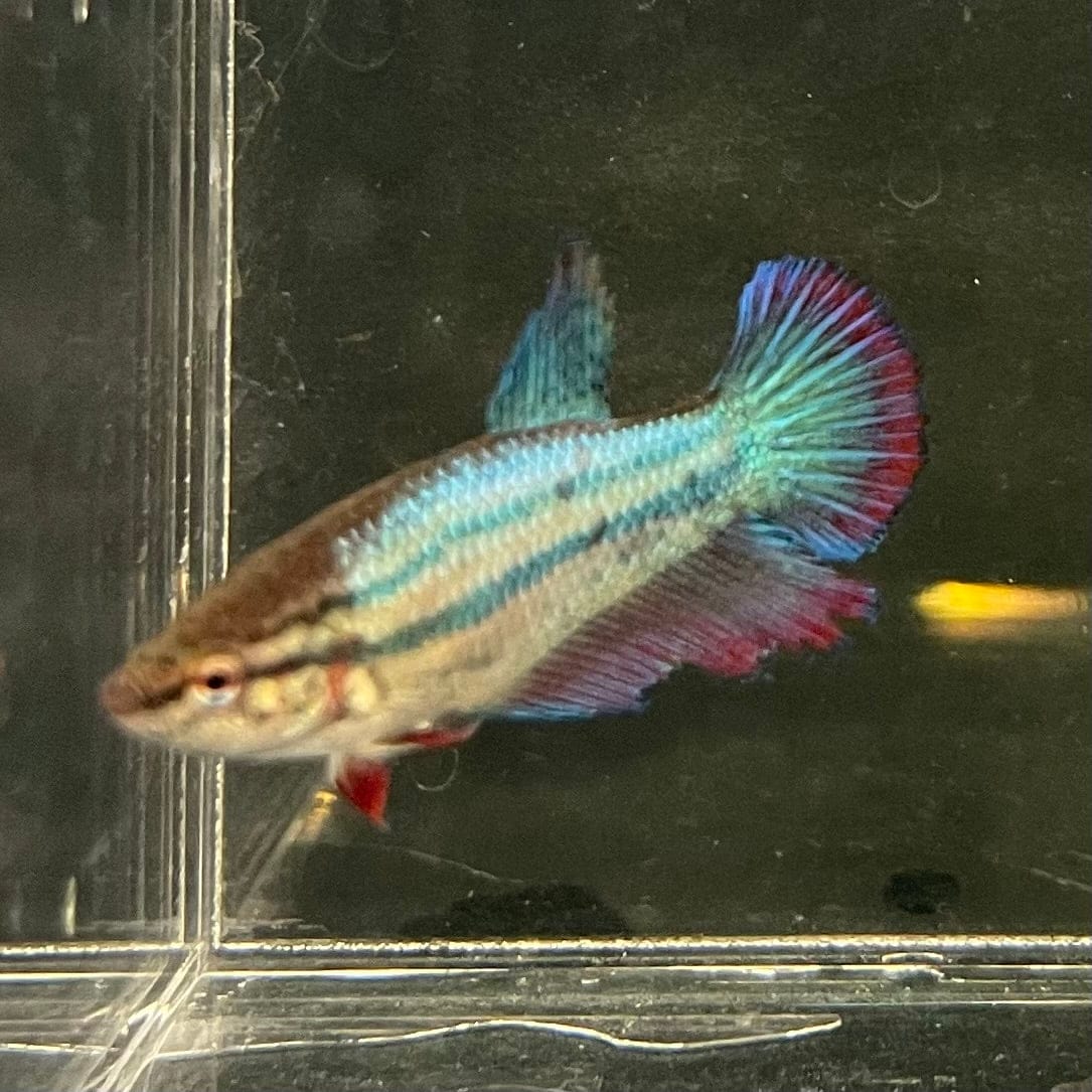 the-fish-farm Female Betta Female Betta - One Only - R Choose your own Female Betta at The Fish Farm Australia