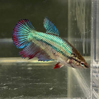 the-fish-farm Female Betta Female Betta - One Only - R Choose your own Female Betta at The Fish Farm Australia