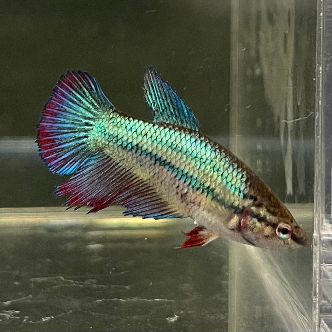 the-fish-farm Female Betta Female Betta - One Only - R Choose your own Female Betta at The Fish Farm Australia