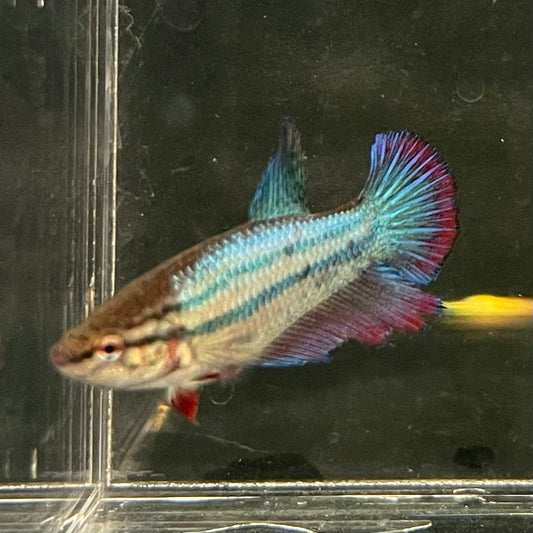 the-fish-farm Female Betta Female Betta - One Only - R Choose your own Female Betta at The Fish Farm Australia