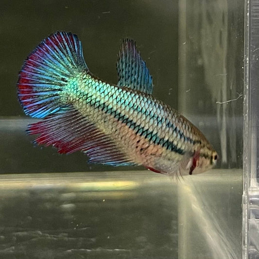 the-fish-farm Female Betta Female Betta - One Only - R Choose your own Female Betta at The Fish Farm Australia